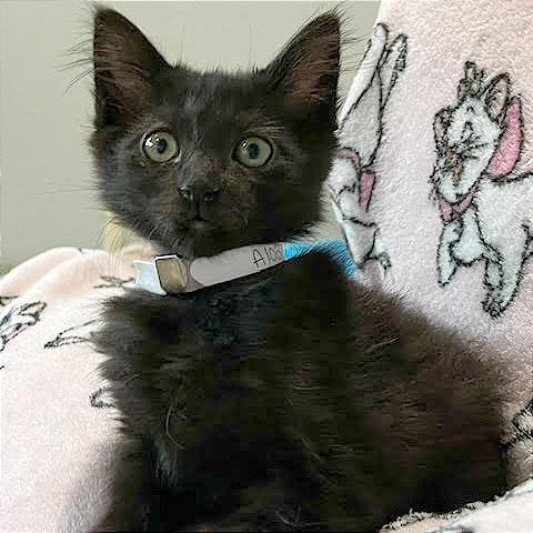 Enlarge Sansa, a Adoptable Domestic Short Hair in Pleasant Hill, CA image 2/6