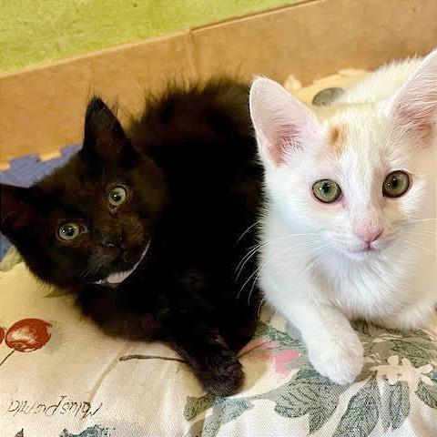 Enlarge Sansa, a Adoptable Domestic Short Hair in Pleasant Hill, CA image 3/6