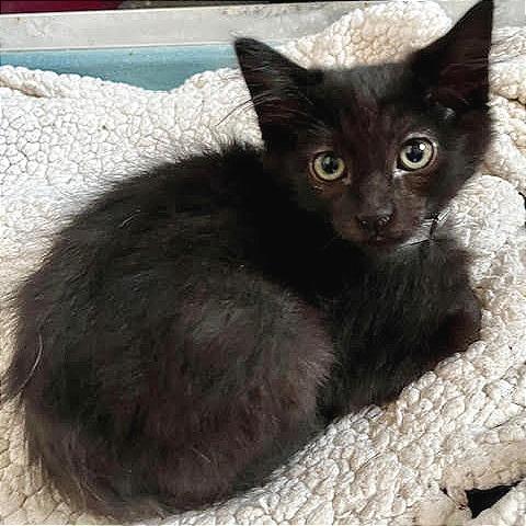 Enlarge Sansa, a Adoptable Domestic Short Hair in Pleasant Hill, CA image 4/6