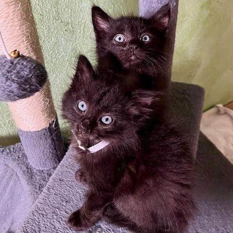 Enlarge Sansa, a Adoptable Domestic Short Hair in Pleasant Hill, CA image 5/6