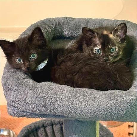 Enlarge Sansa, a Adoptable Domestic Short Hair in Pleasant Hill, CA image 6/6