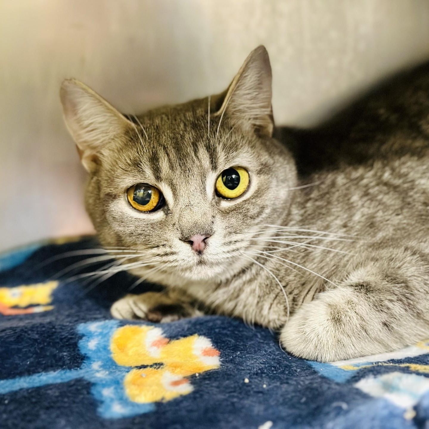 Enlarge Stormy , a ADOPTABLE Domestic Short Hair in Jackson, NJ image 2/2