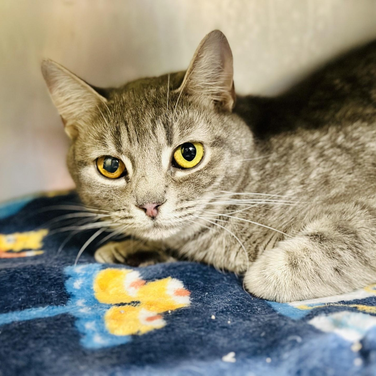 Stormy , ADOPTABLE, Young Female Domestic Short Hair.