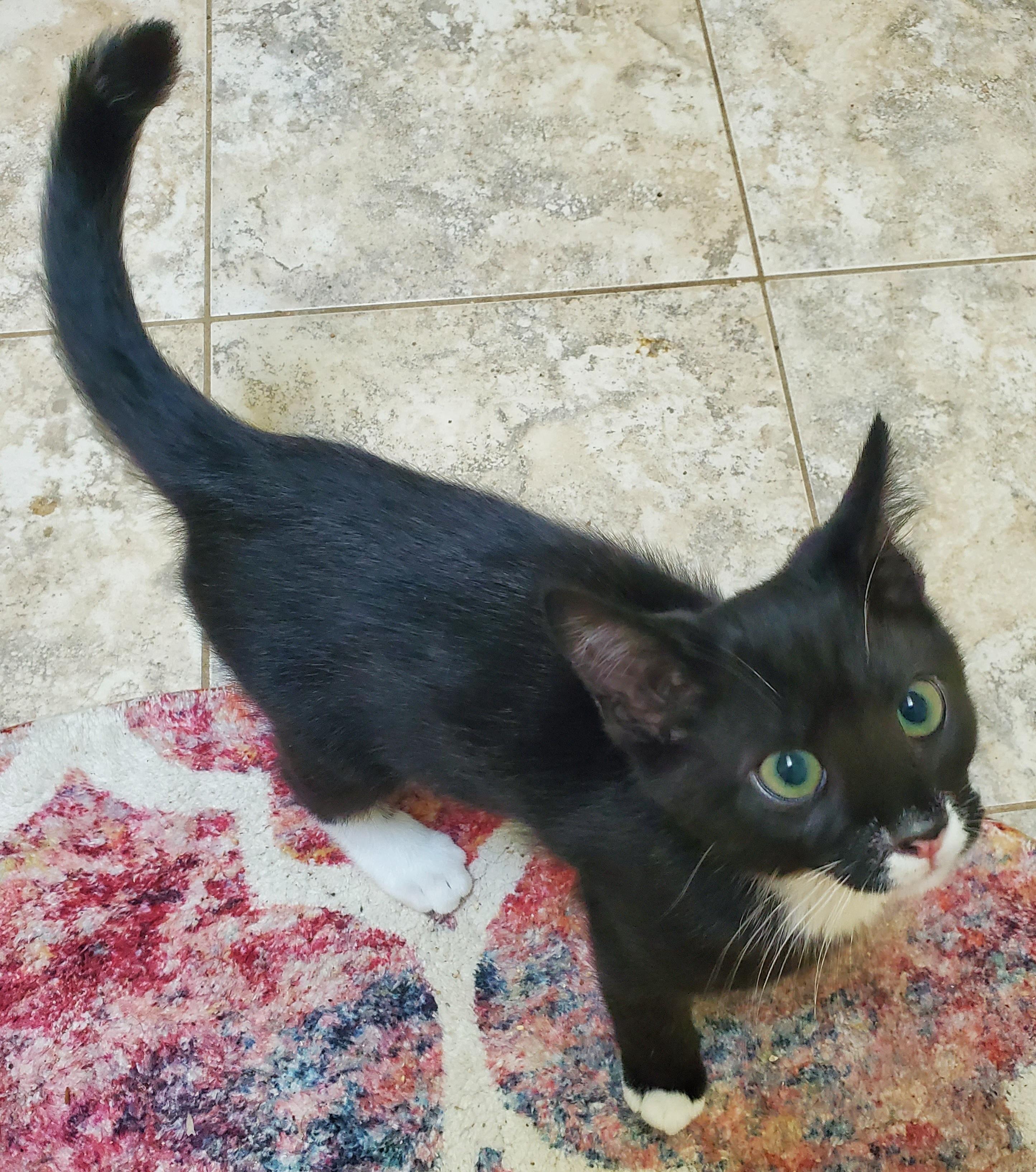 Sesame