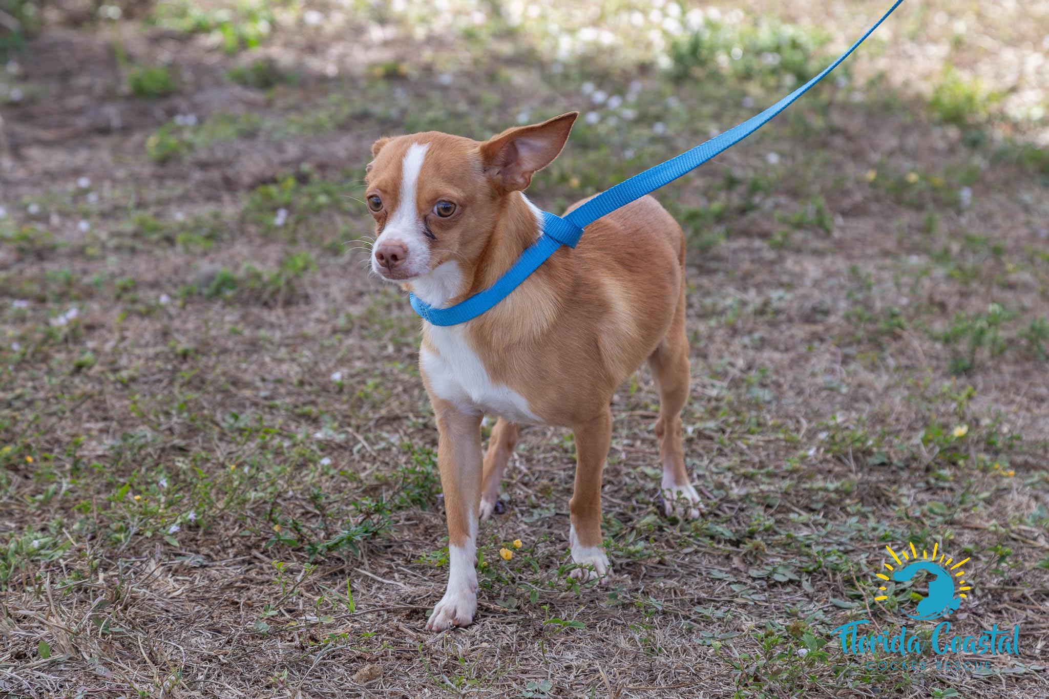 Xavier, ADOPTABLE, Young Male Chihuahua.