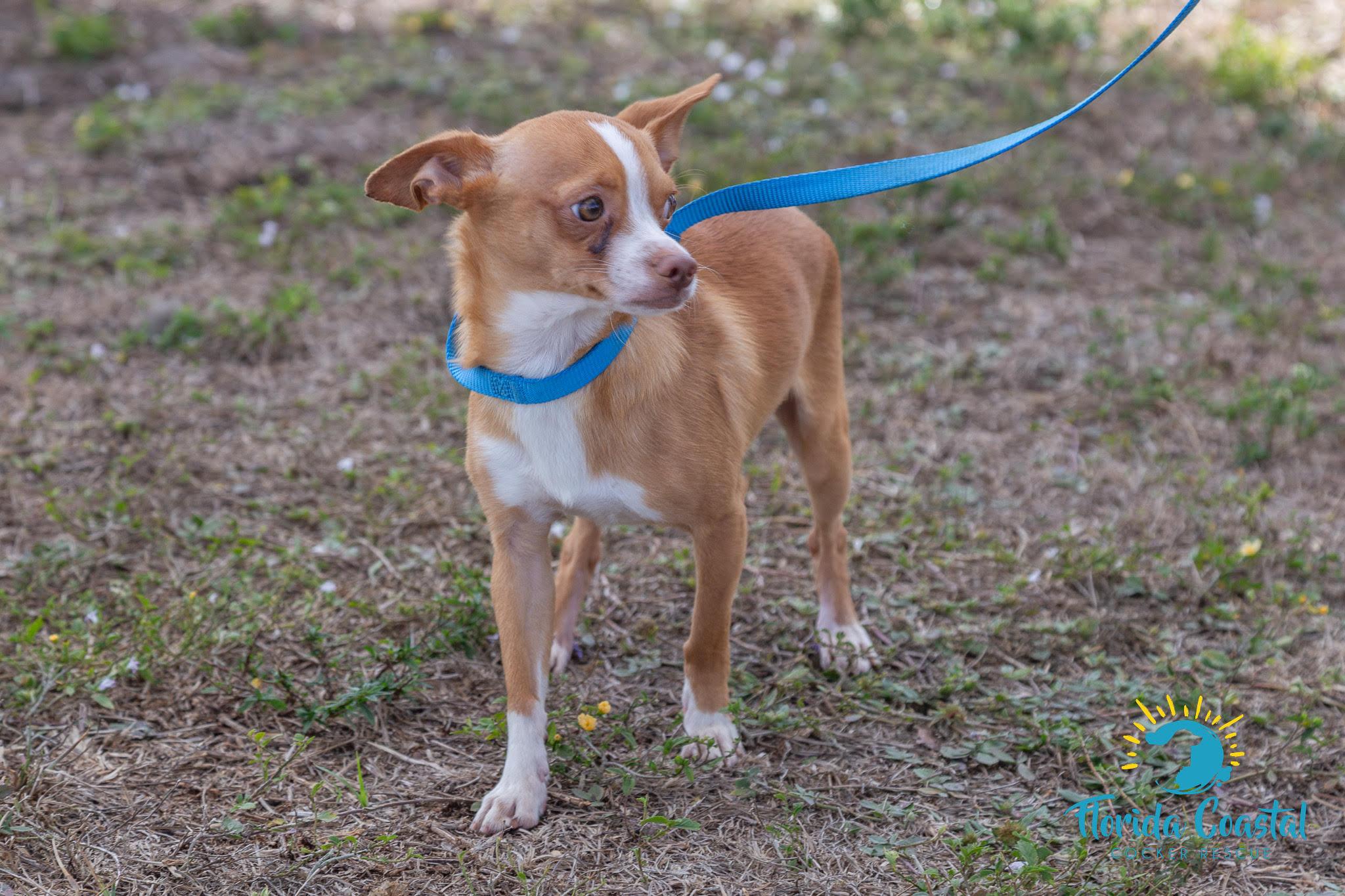 Xavier, a ADOPTABLE Chihuahua in Cape Coral, FL image 3/5