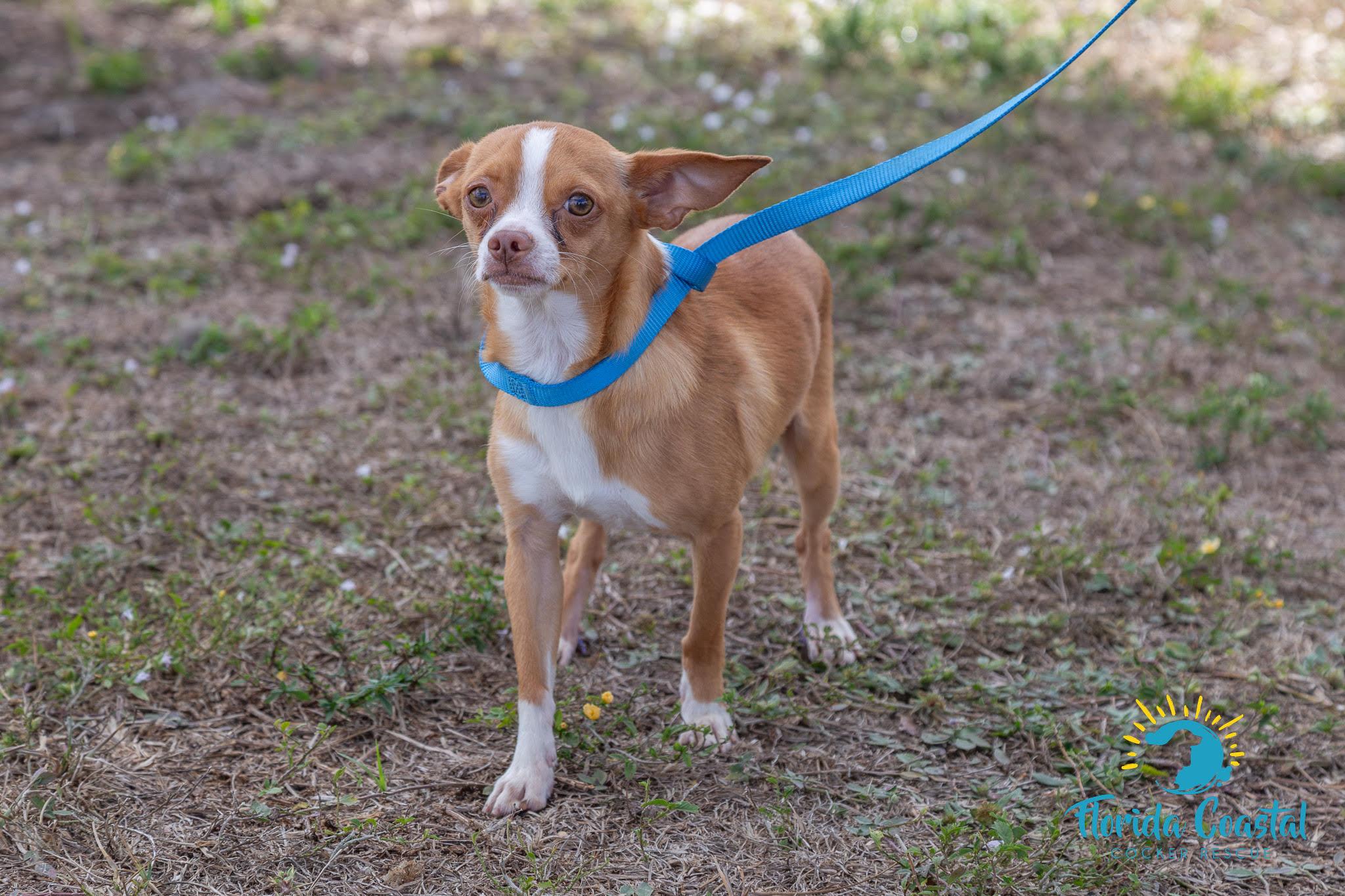 Xavier, a ADOPTABLE Chihuahua in Cape Coral, FL image 2/5