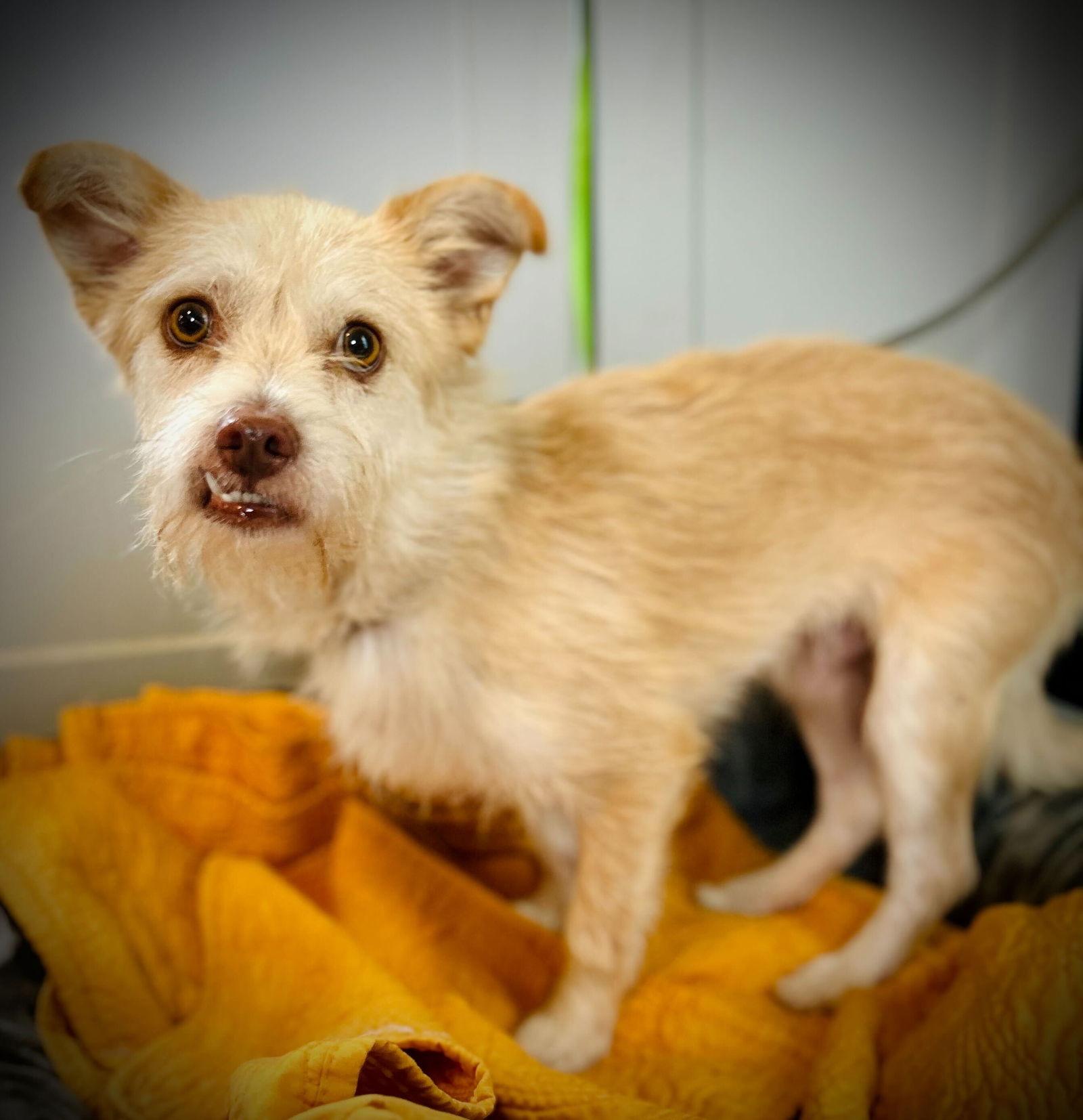 Underdog Aug 25, Adoptable, Adult Male Terrier.