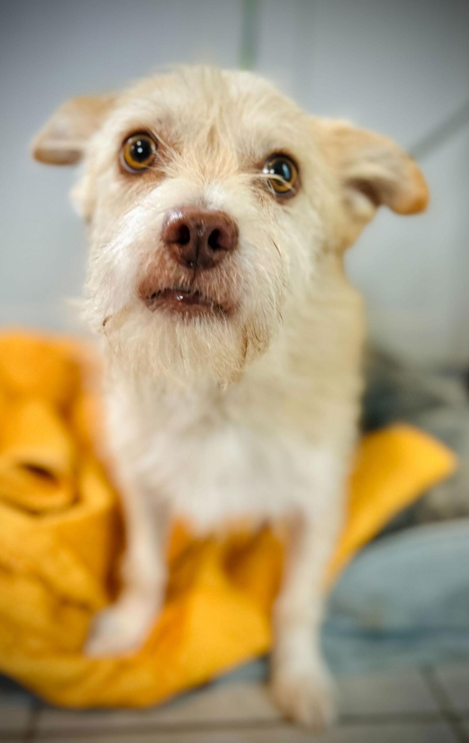 Enlarge Underdog Aug 25, a Adoptable Terrier in Pacolet, SC image 2/3