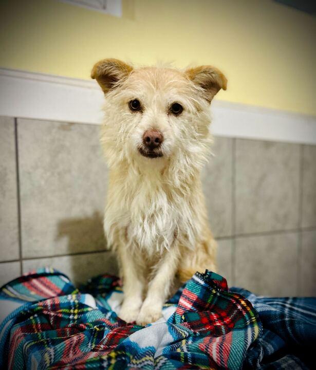 Enlarge Underdog Aug 25, a Adoptable Terrier in Pacolet, SC image 3/3