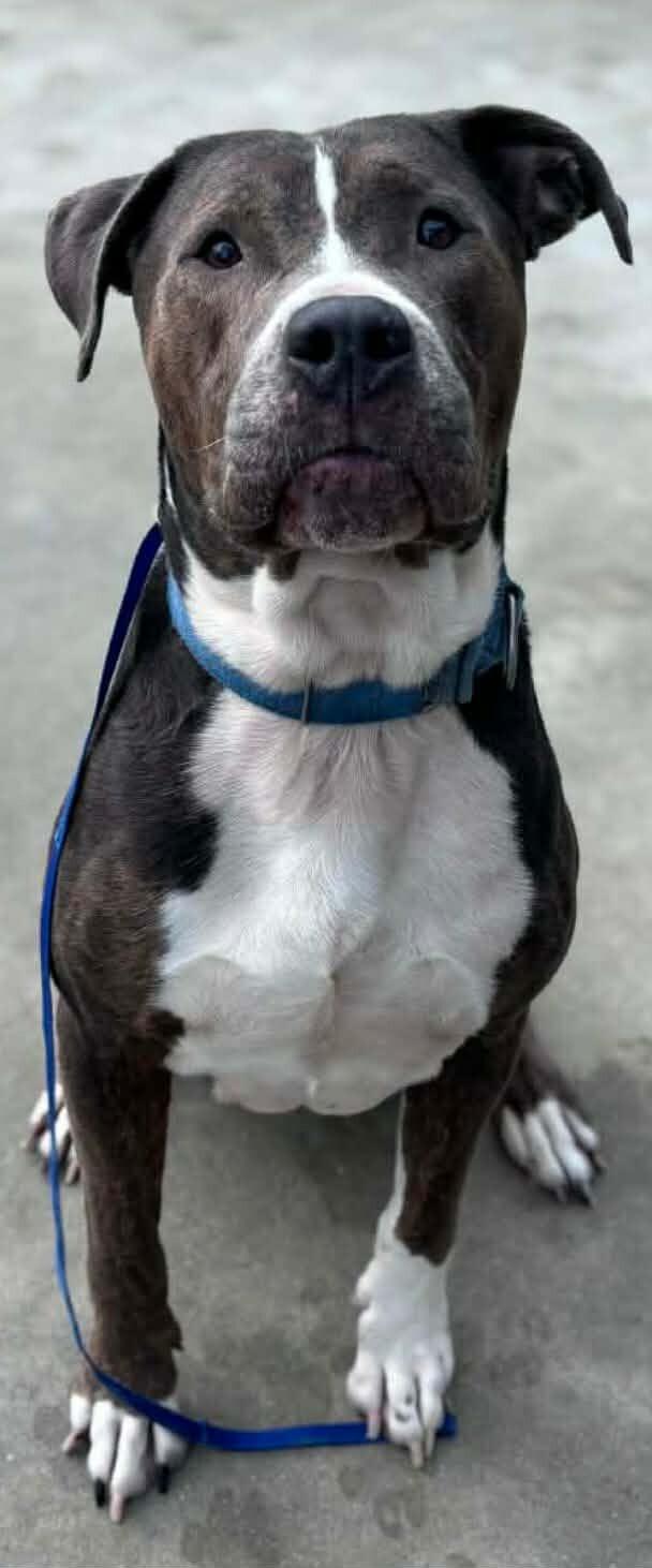 Enlarge Grayson, a Adoptable mixed breed in Burgaw, NC image 1/1