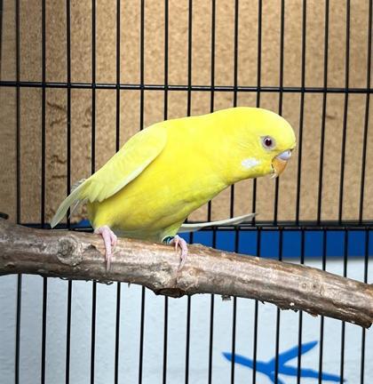Enlarge Pac-Man, a Adoptable mixed breed in Seattle, WA image 1/1