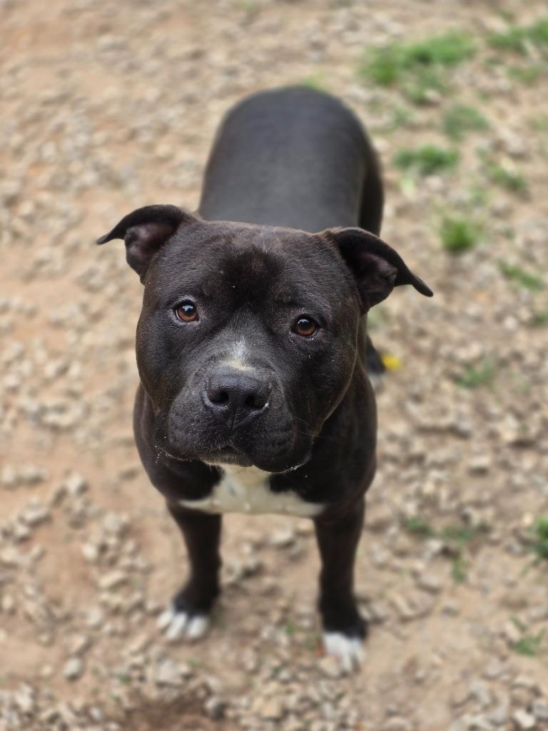 FTA Ferdinand, a Adoptable Mixed Breed in Danielsville, GA image 1/3