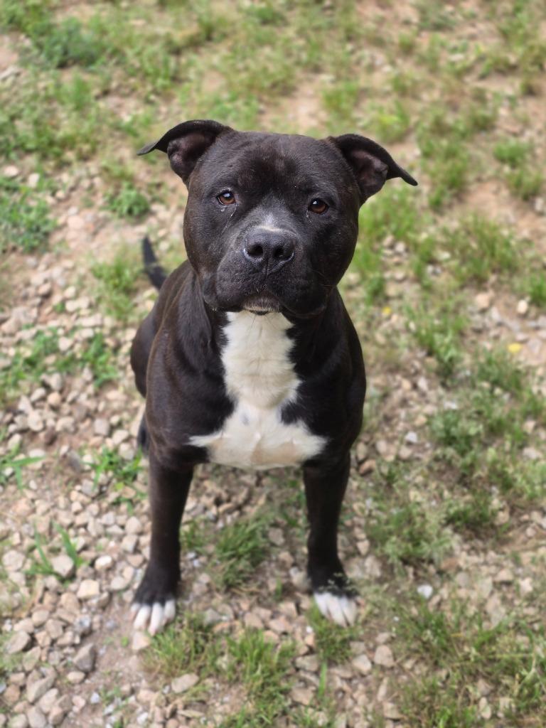 FTA Ferdinand, a Adoptable Mixed Breed in Danielsville, GA image 2/3