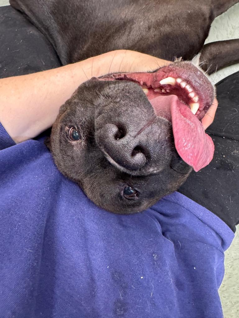 FTA Ferdinand, a Adoptable Mixed Breed in Danielsville, GA image 3/3