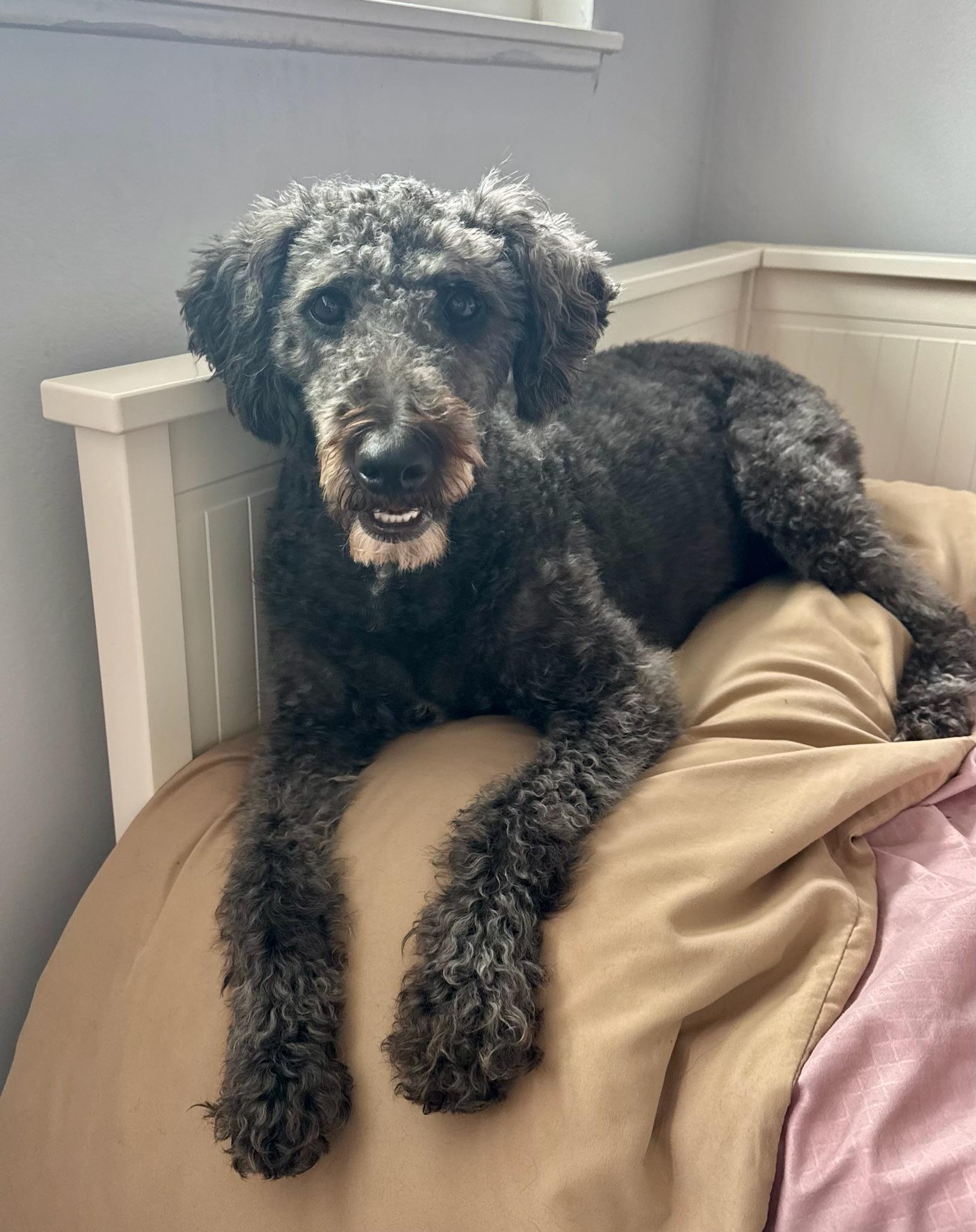 Lucy, an adoptable Labradoodle in Newport Beach, CA, 92660 | Photo Image 1