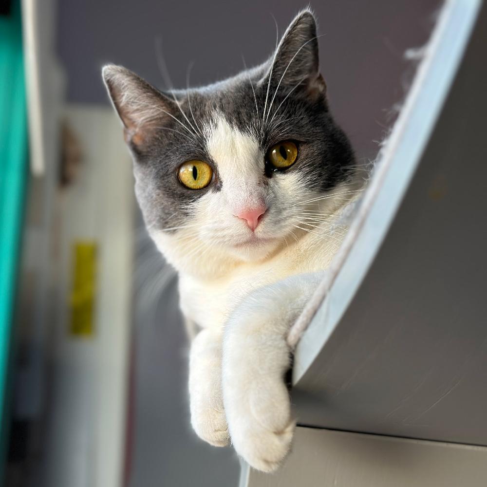 Mint, Adoptable, Adult Female Domestic Short Hair.