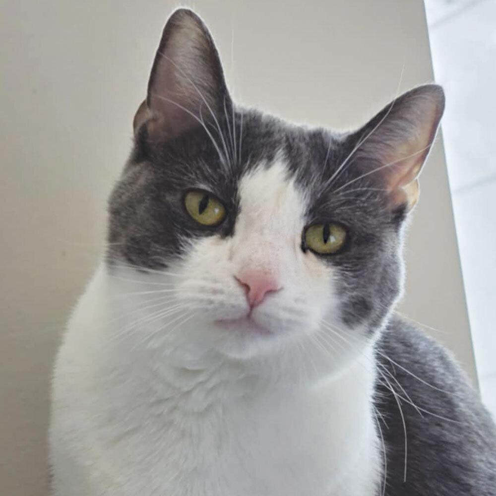 Mint, a Adoptable Domestic Short Hair in Port Washington, NY image 2/3