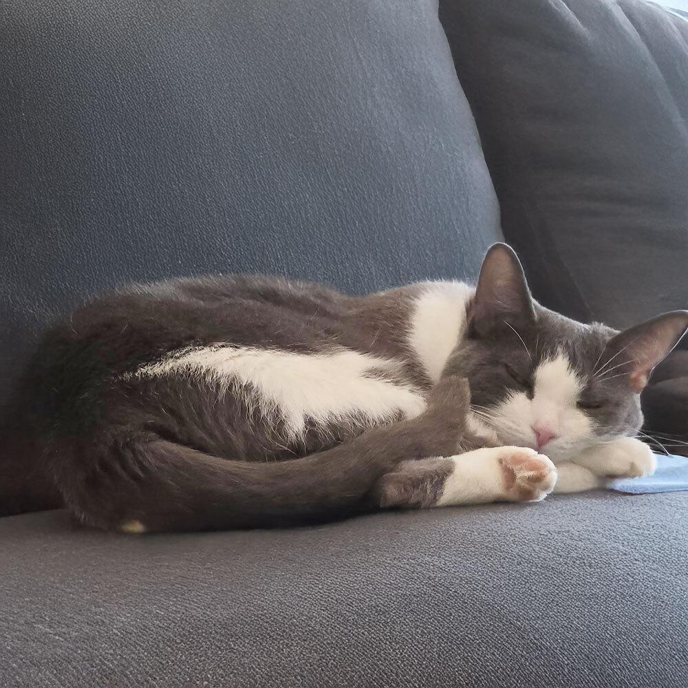 Mint, a Adoptable Domestic Short Hair in Port Washington, NY image 3/3