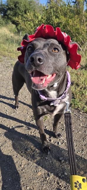 COOTIE, Adoptable, Adult Female Pit Bull Terrier & Mixed Breed.