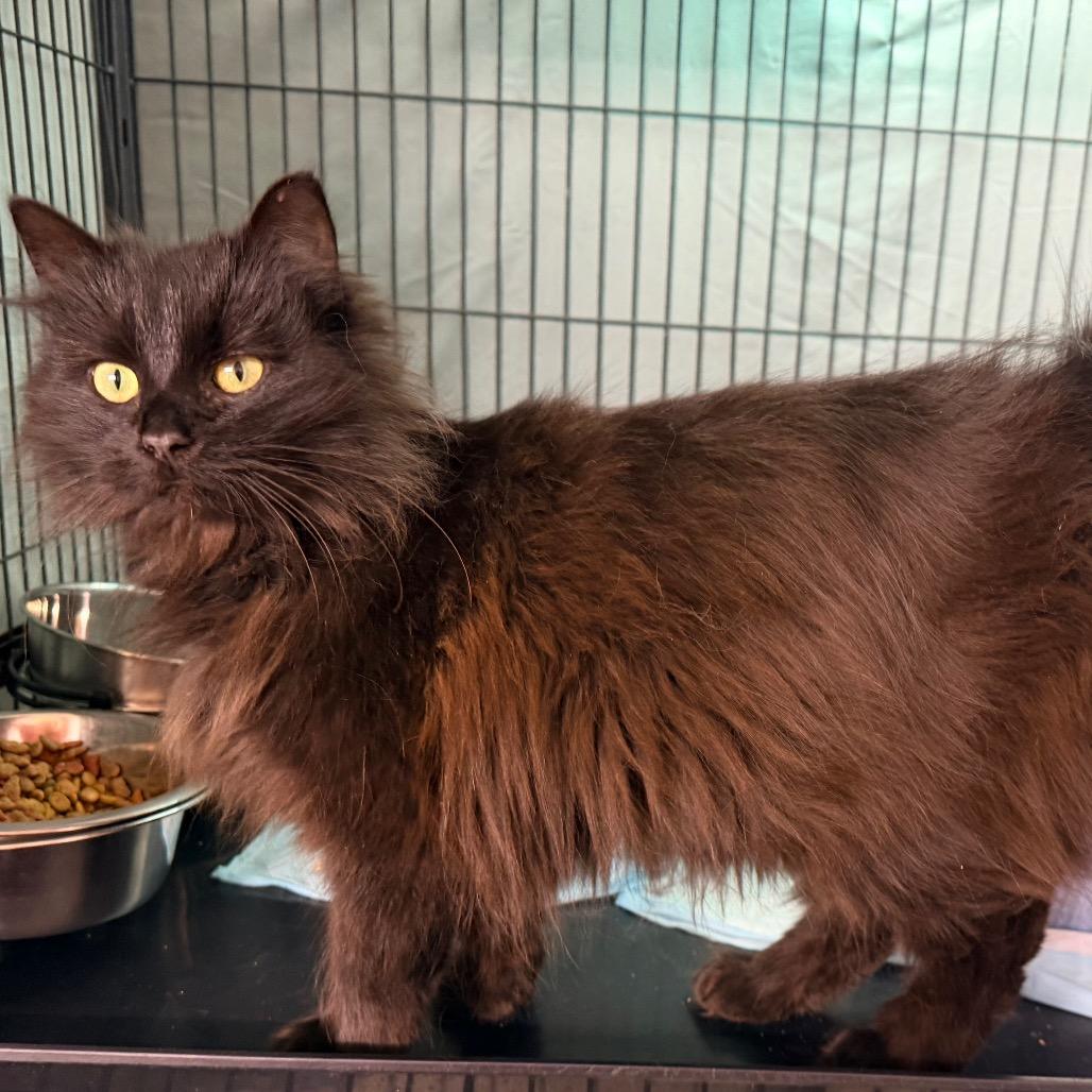Enlarge Tillie, a Adoptable Domestic Long Hair in Mount Vernon, IL image 1/3