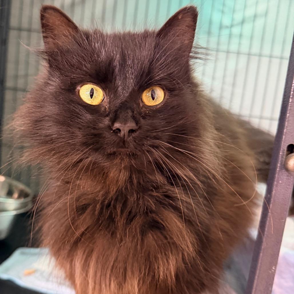Enlarge Tillie, a Adoptable Domestic Long Hair in Mount Vernon, IL image 2/3