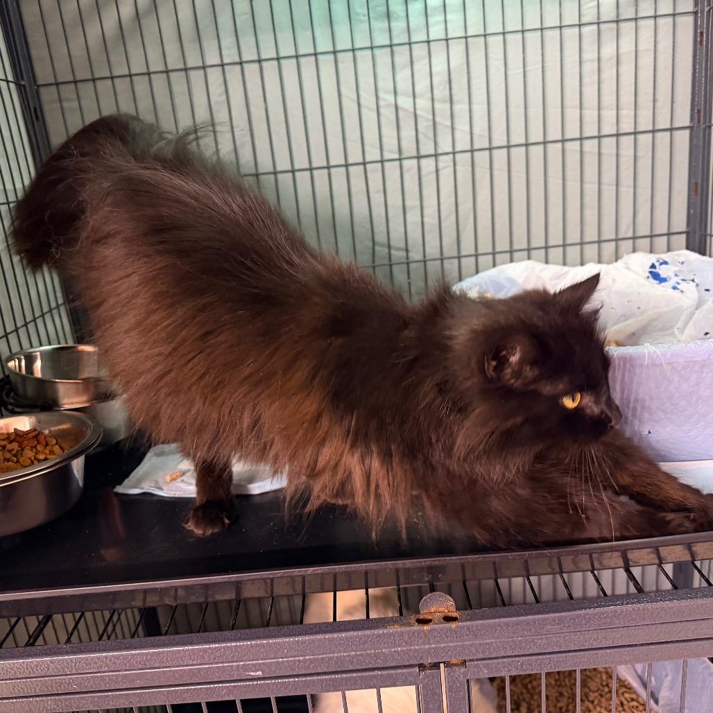 Enlarge Tillie, a Adoptable Domestic Long Hair in Mount Vernon, IL image 3/3