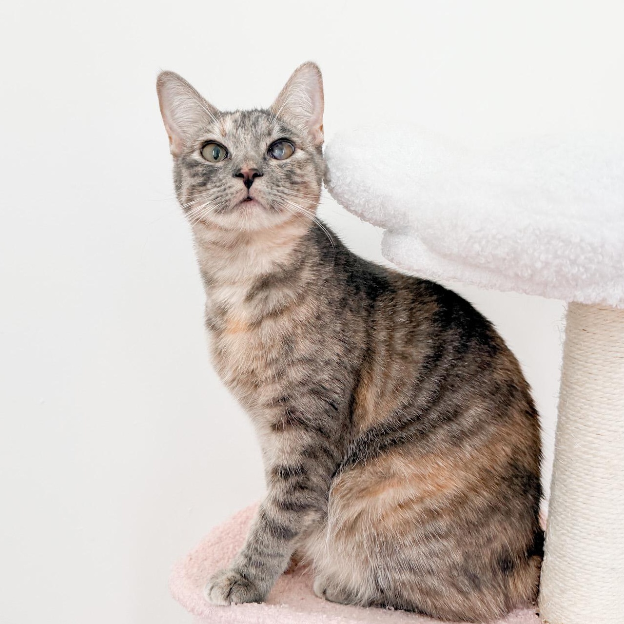 Enlarge Candy, a Adoptable Domestic Short Hair in New Orleans, LA image 1/1