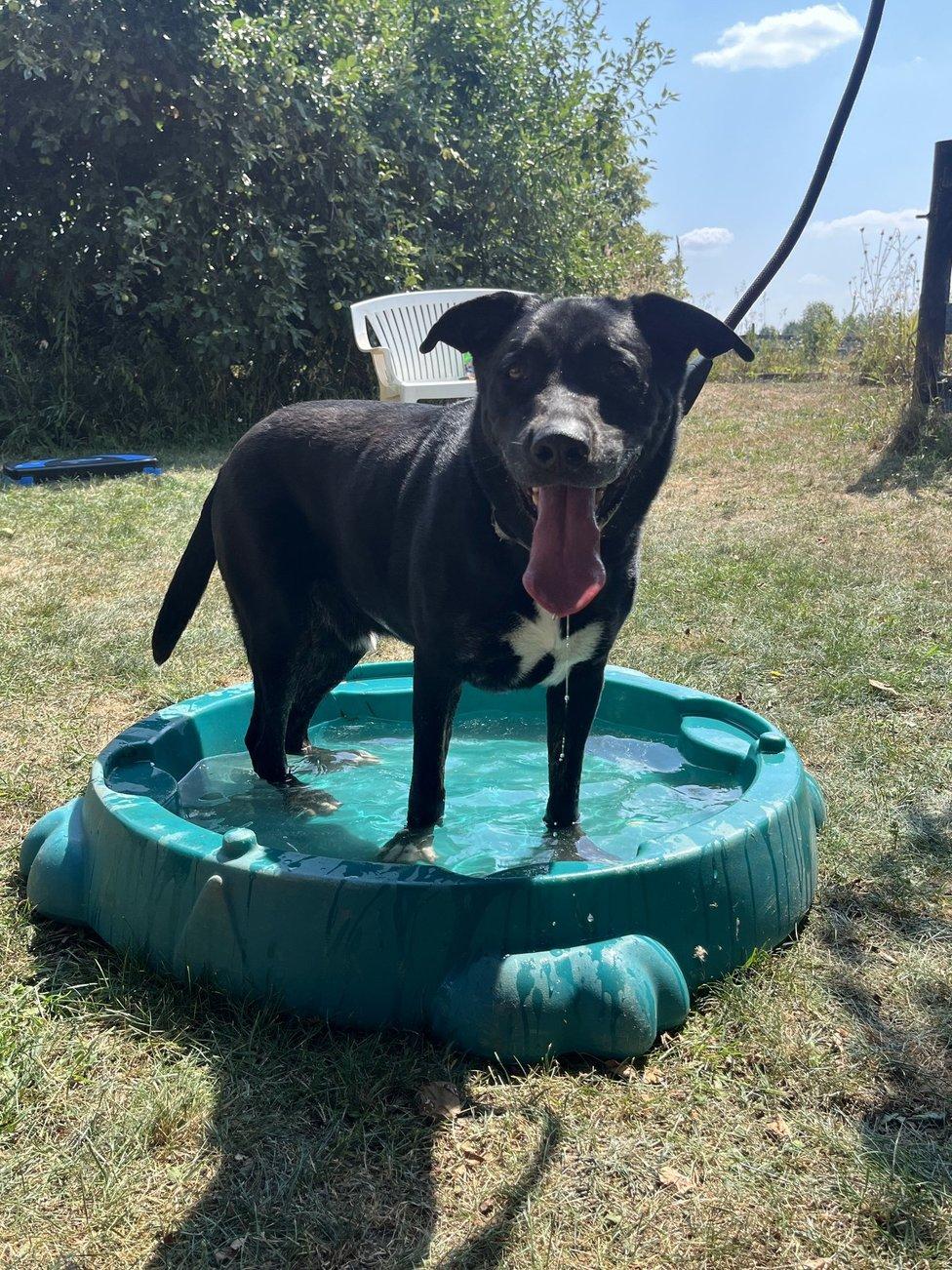 Bailey, an adoptable German Shepherd Dog, Black Labrador Retriever in Lisle, ON, L0M 1M0 | Photo Image 1