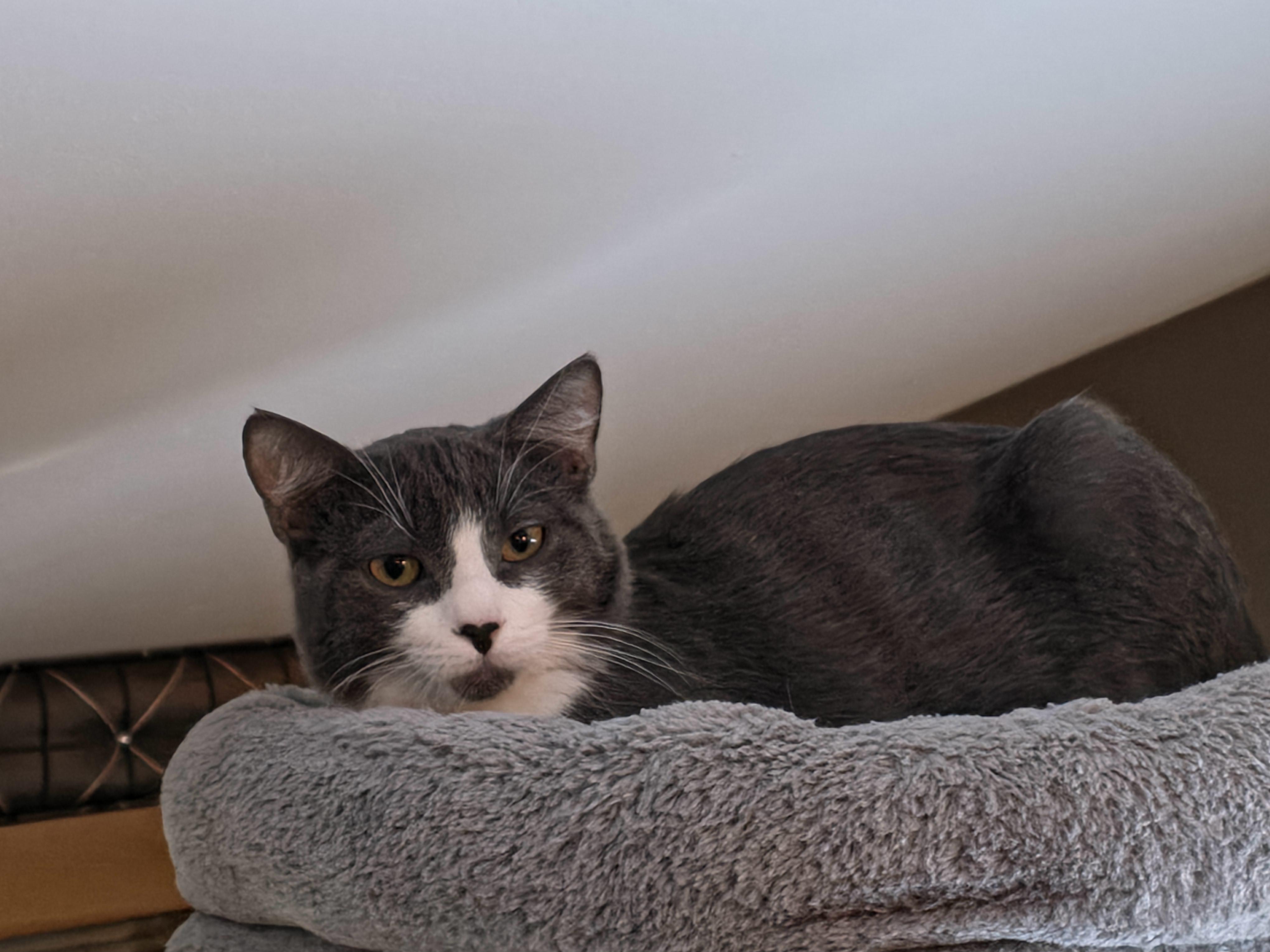 Bennie, adoptable, Young Male Domestic Short Hair.