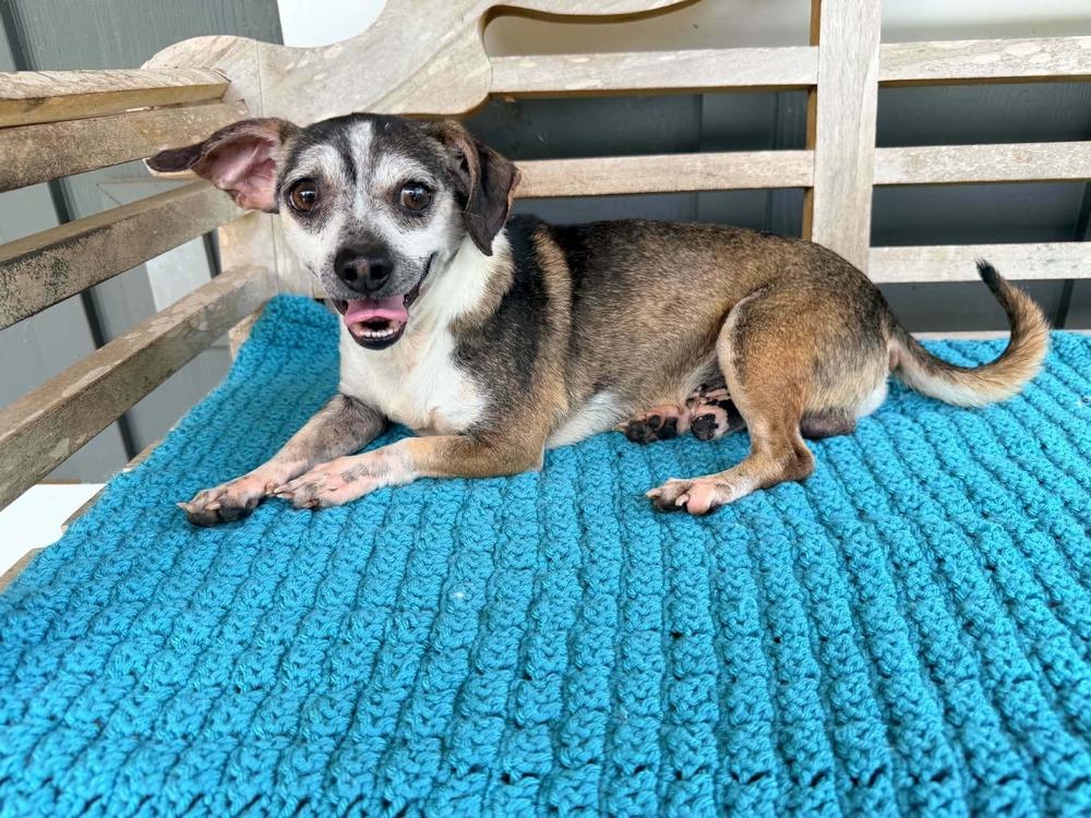 Carlos, Adoptable, Adult Male Chihuahua.