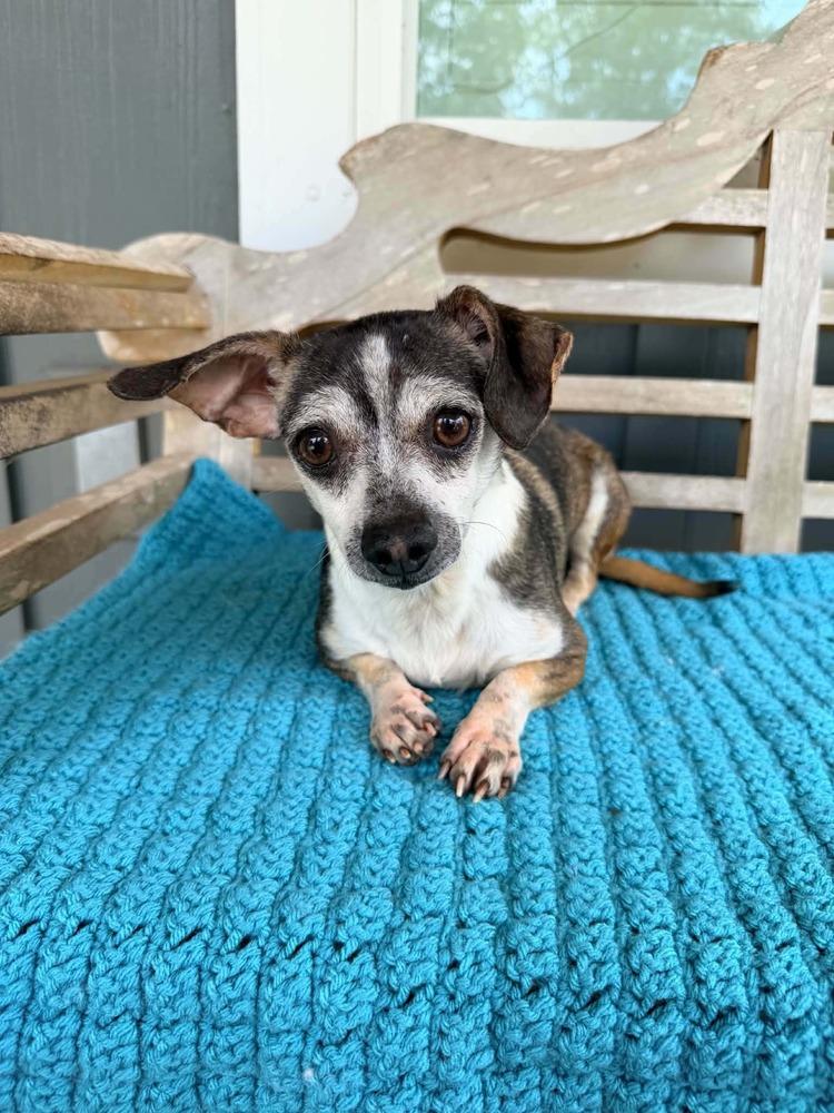 Carlos, a Adoptable mixed breed in New York, NY image 2/3