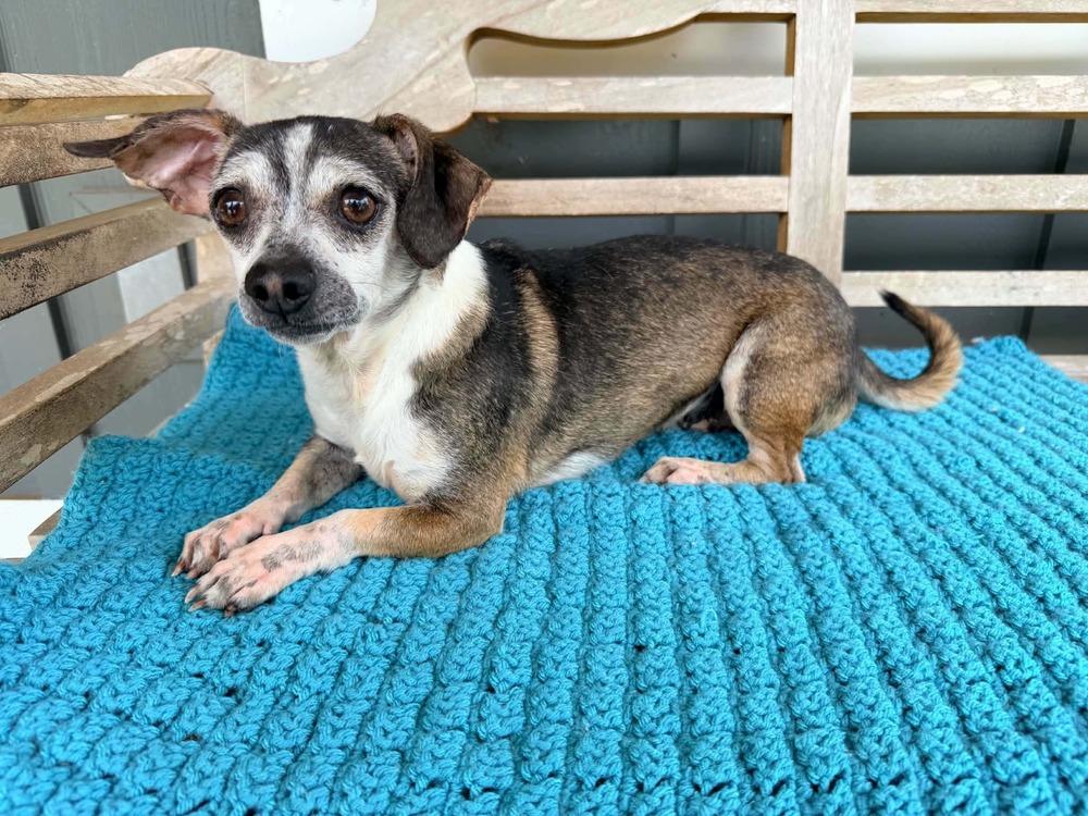 Carlos, a Adoptable mixed breed in New York, NY image 3/3