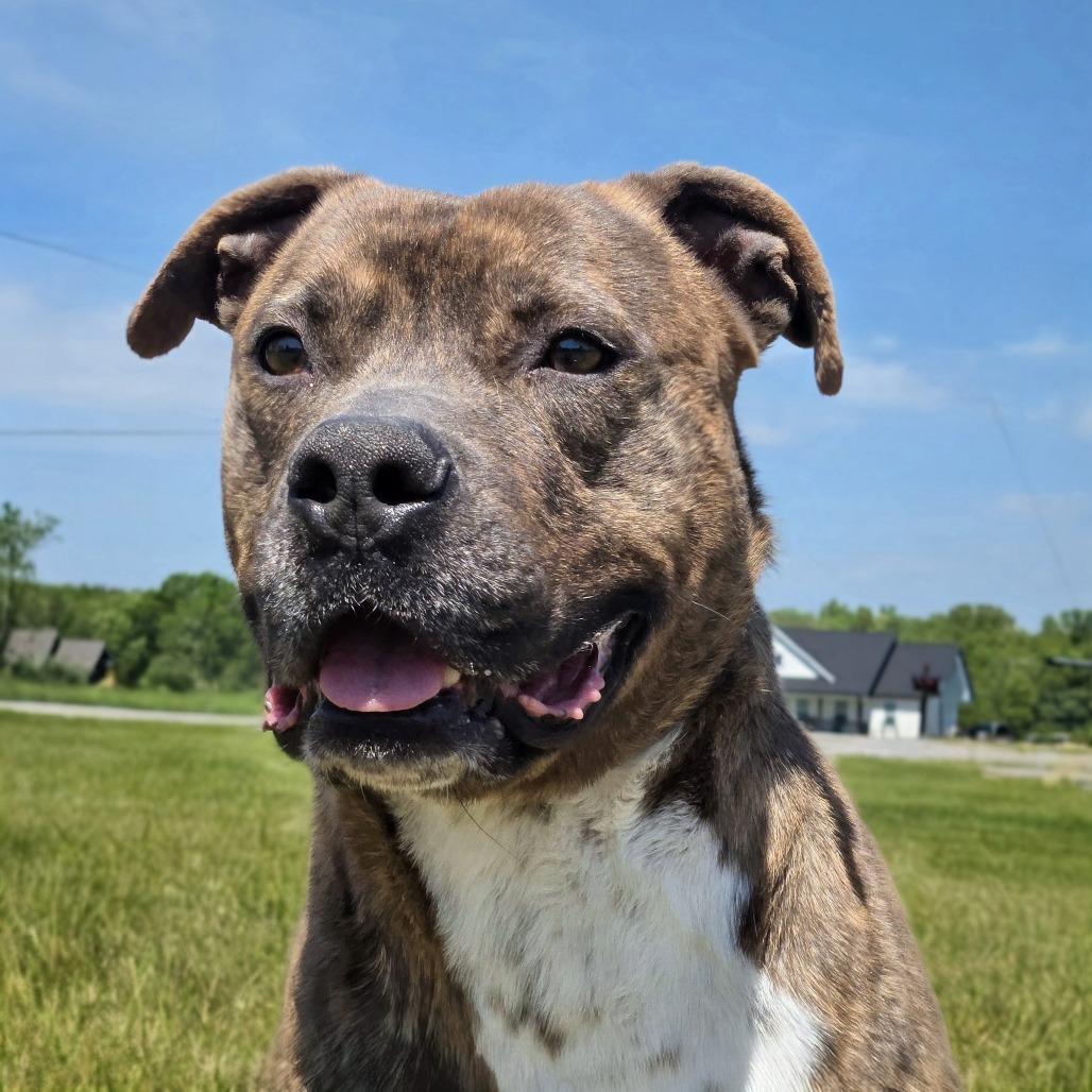 Enlarge Zeus, a Adoptable Pit Bull Terrier in Shelby, NC image 1/3