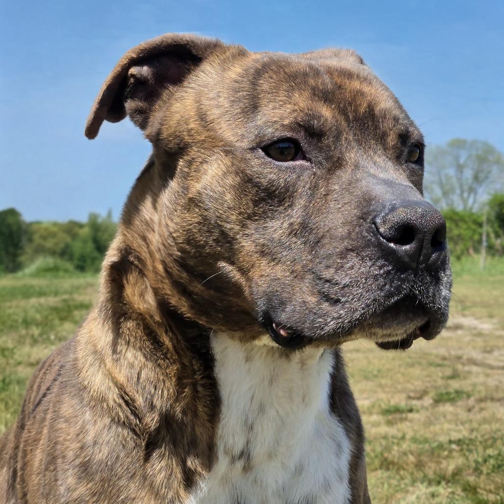Enlarge Zeus, a Adoptable Pit Bull Terrier in Shelby, NC image 2/3