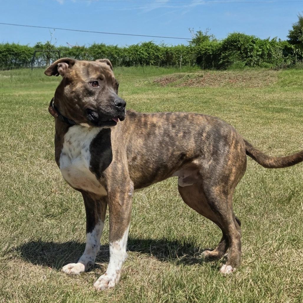 Enlarge Zeus, a Adoptable Pit Bull Terrier in Shelby, NC image 3/3