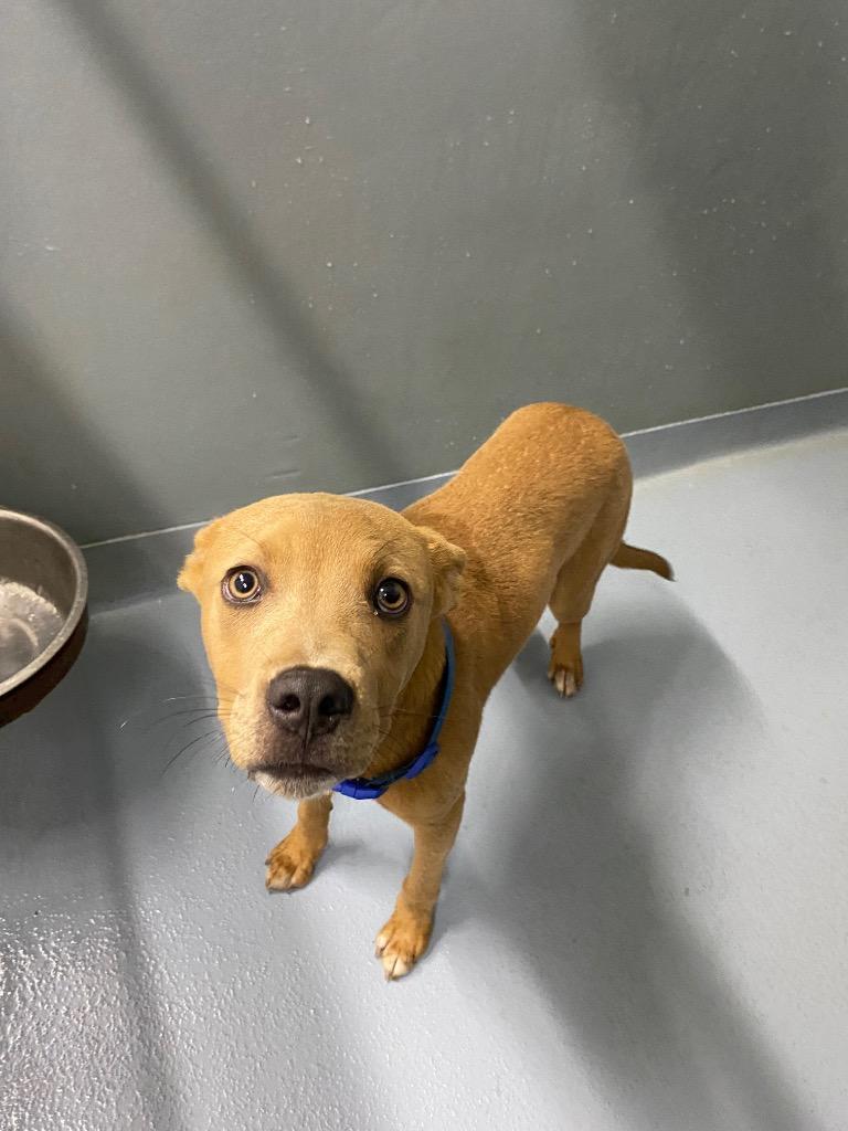 Deogee, Adoptable, Puppy Male Mixed Breed.