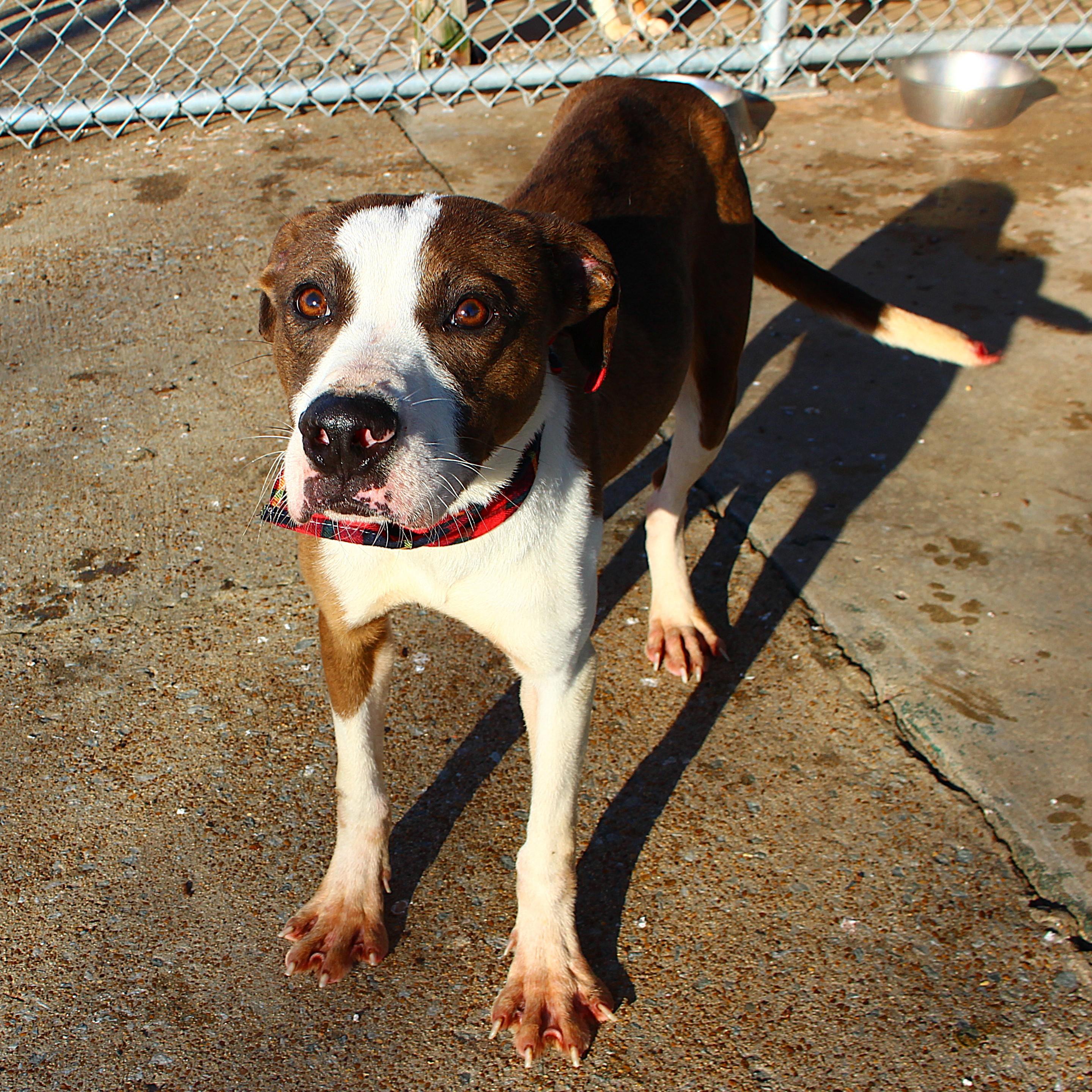 Mikey, Young Male Catahoula Leopard Dog