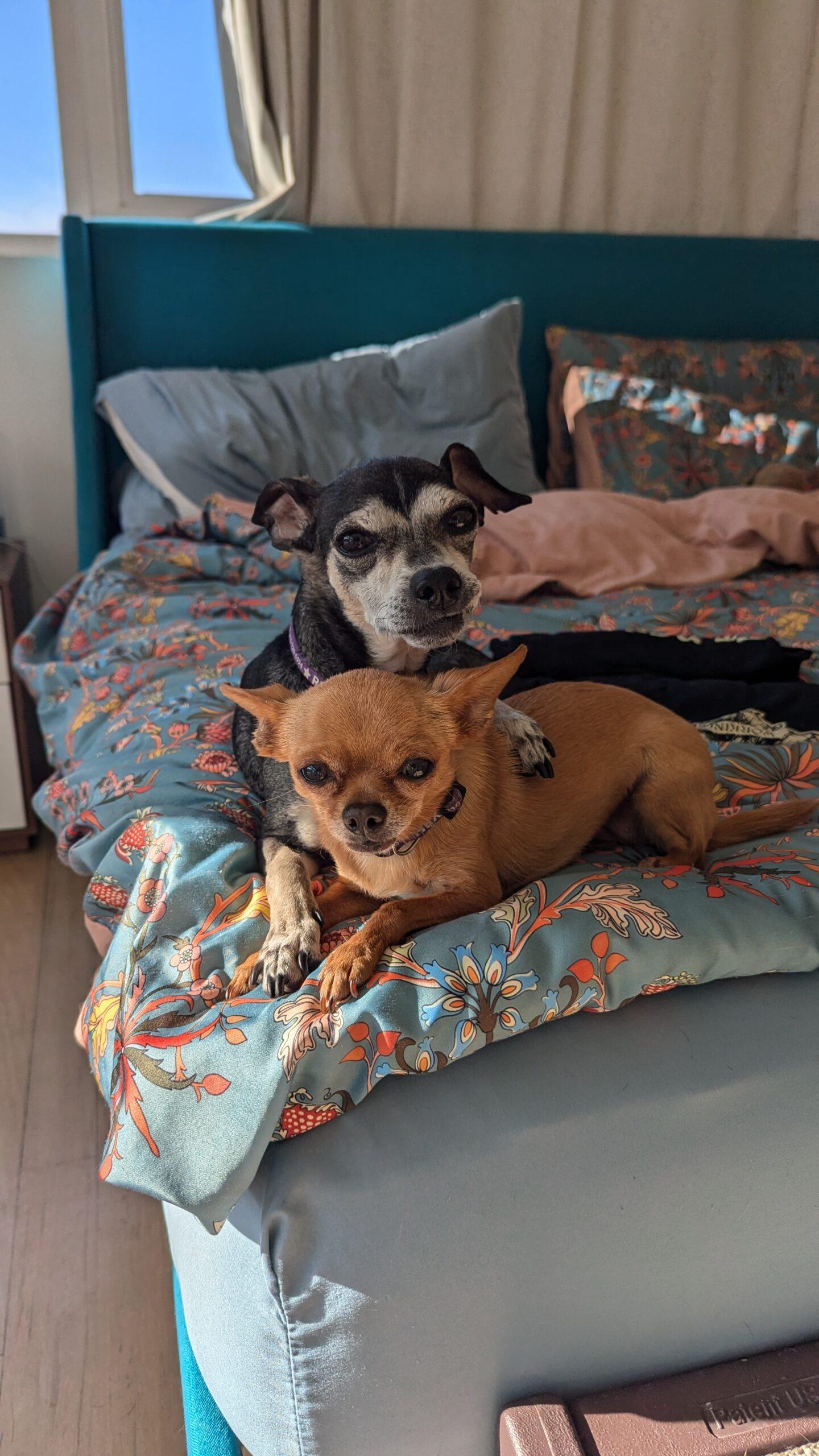 Gambit, a Adoptable Chihuahua in Los Angeles, CA image 2/4