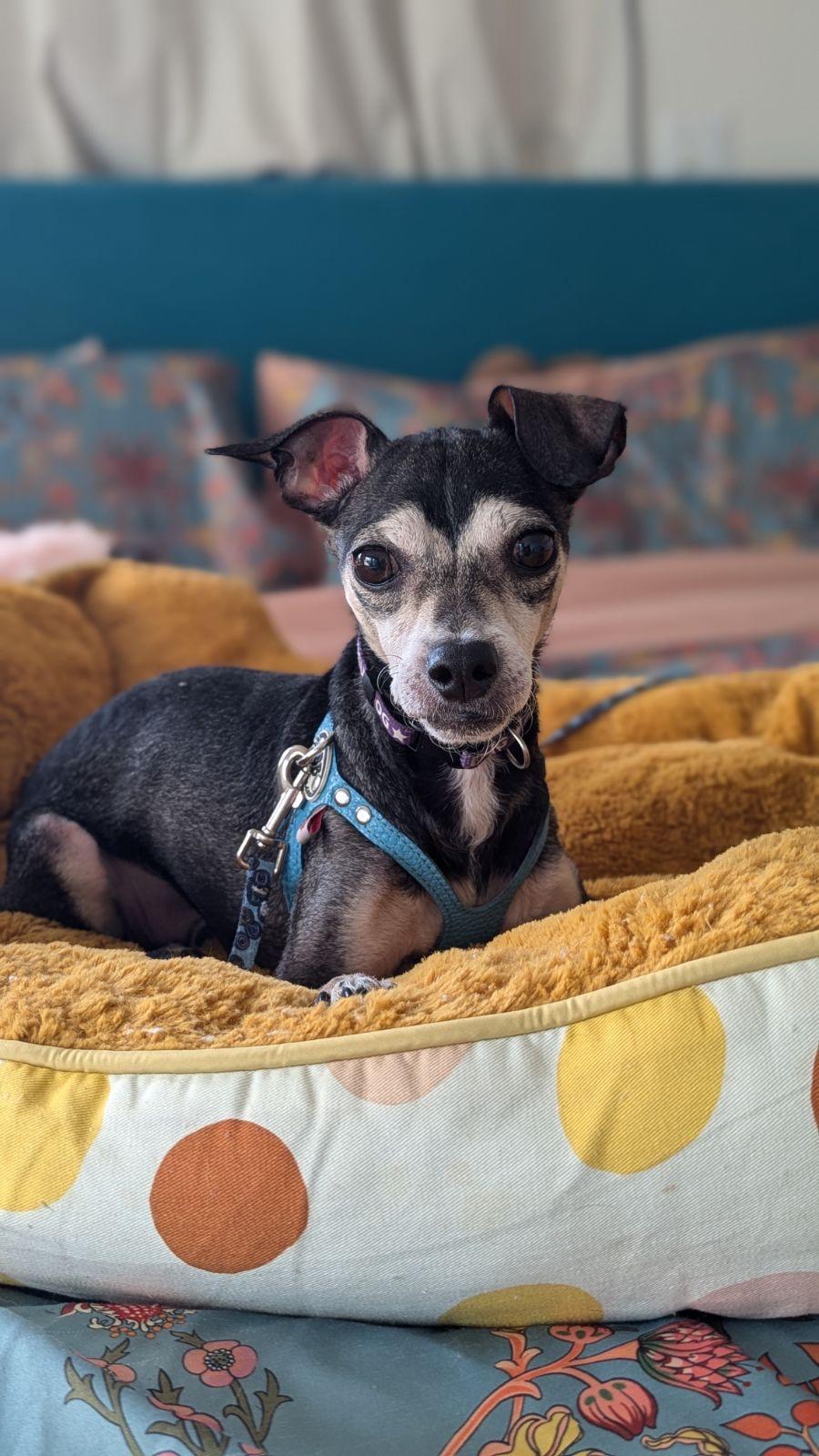 Gambit, Adoptable, Adult Male Chihuahua.