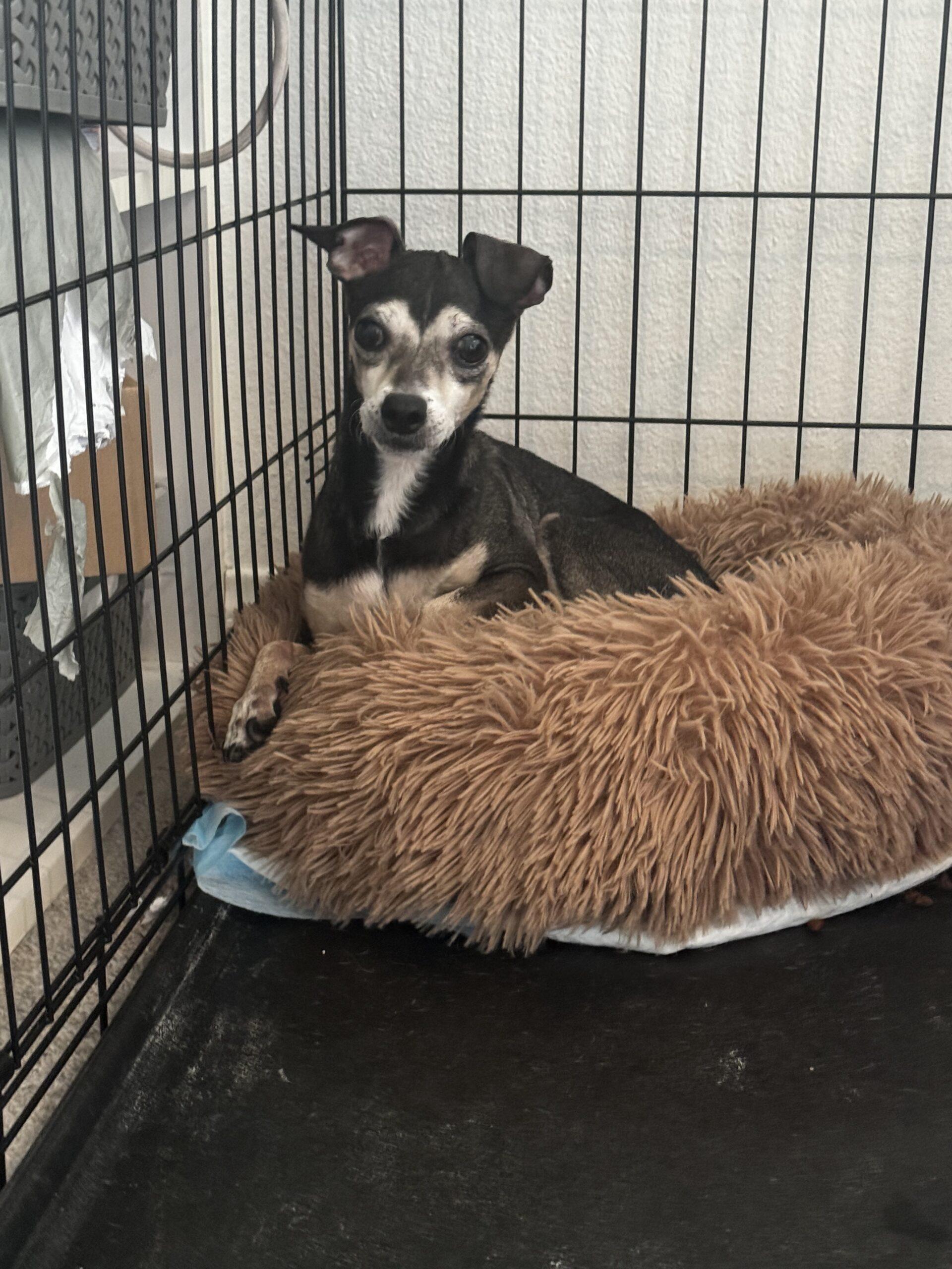 Gambit, a Adoptable Chihuahua in Los Angeles, CA image 4/4