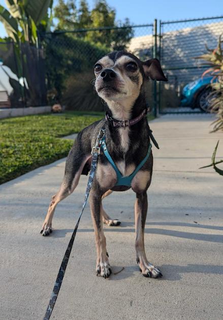 Gambit, a Adoptable Chihuahua in Los Angeles, CA image 3/4