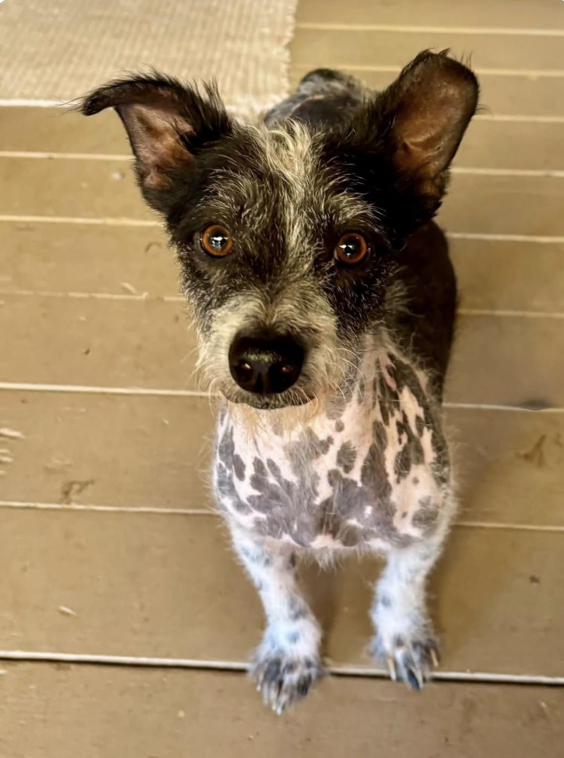 Anna, Adoptable, Adult Female Terrier.