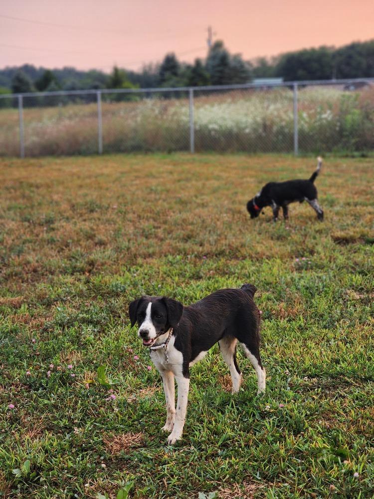 Pending Adoption - Zanet, Adoptable, Puppy Female English Setter.