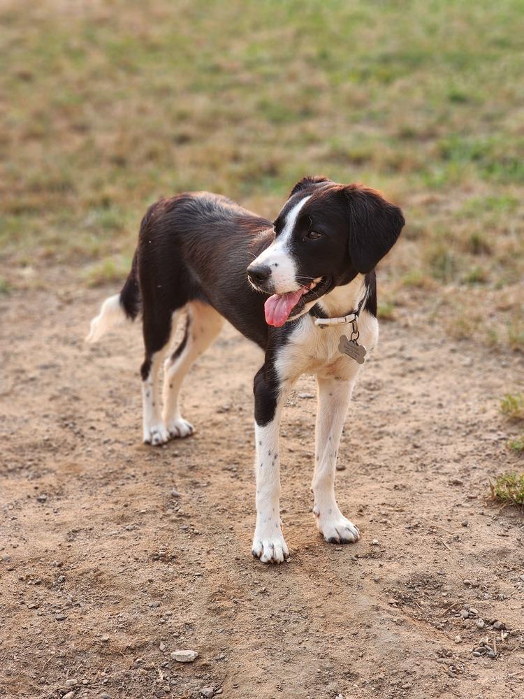 Enlarge Pending Adoption - Zanet, a Adoptable mixed breed in Chelsea, MI image 2/6