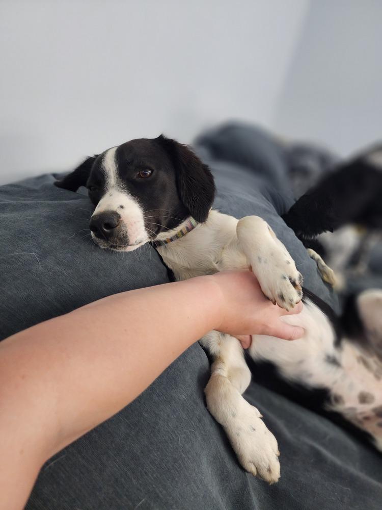 Enlarge Pending Adoption - Zanet, a Adoptable mixed breed in Chelsea, MI image 3/6