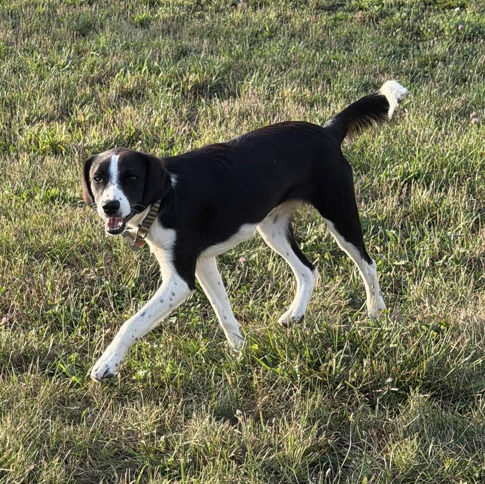 Enlarge Pending Adoption - Zanet, a Adoptable mixed breed in Chelsea, MI image 4/6