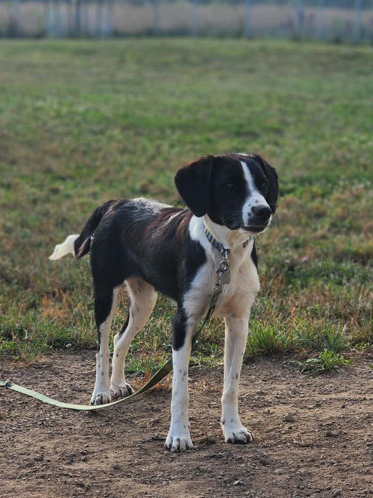 Enlarge Pending Adoption - Zanet, a Adoptable mixed breed in Chelsea, MI image 5/6