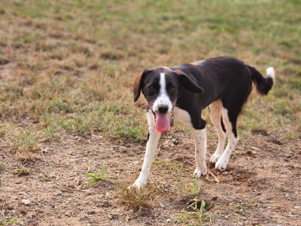 Enlarge Pending Adoption - Zanet, a Adoptable mixed breed in Chelsea, MI image 6/6