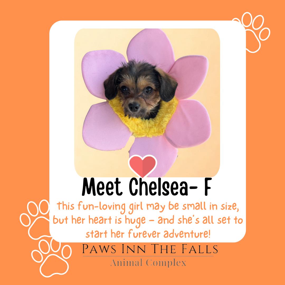 Chelsea, Adopted, Puppy Female Chihuahua & Poodle.